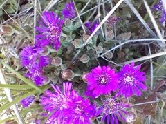 Drosanthemum