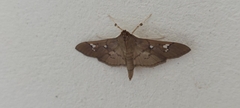 Microthyris