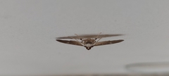 Microthyris