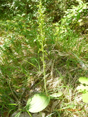 Neottia ovata