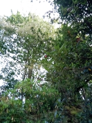 Crinodendron hookerianum