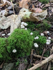 Marasmius rotula