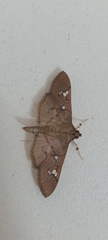 Microthyris