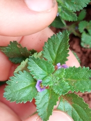 Stemodia verticillata