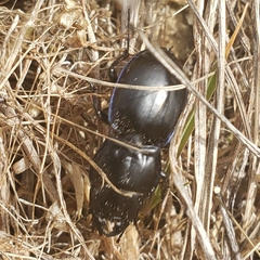 Pasimachus elongatus