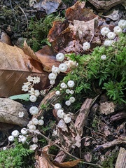 Marasmius rotula
