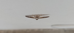 Microthyris