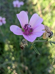Althaea cannabina