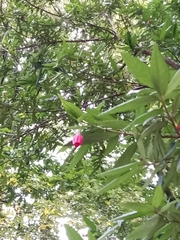 Crinodendron hookerianum