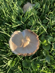 Clitocybe brunneocephala
