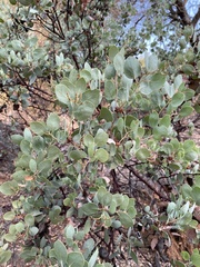 Arctostaphylos viscida viscida