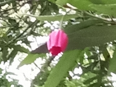 Crinodendron hookerianum