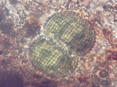 Cosmarium panamense smithii