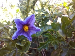 Solanum linnaeanum