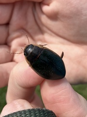 Dytiscus fasciventris