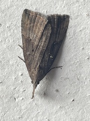 Hypena rostralis