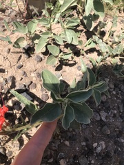 Nyctaginia capitata