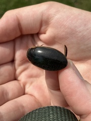 Dytiscus fasciventris