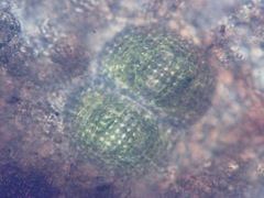 Cosmarium panamense smithii