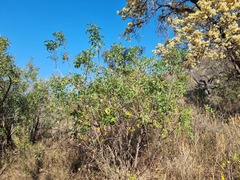Heteromorpha arborescens abyssinica