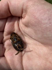 Dytiscus fasciventris