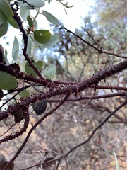 Arctostaphylos viscida viscida