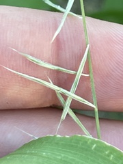Bouteloua aristidoides