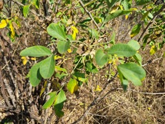 Heteromorpha arborescens abyssinica