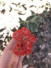 Nyctaginia capitata