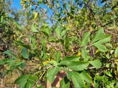 Heteromorpha arborescens abyssinica