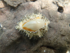 Monetaria annulus