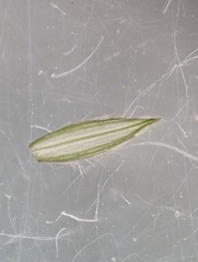 Digitaria ciliaris