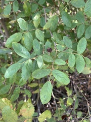 Rosa californica