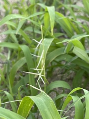 Bouteloua aristidoides