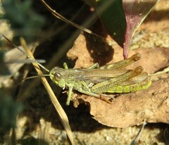 Chorthippus apricarius