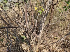 Heteromorpha arborescens abyssinica