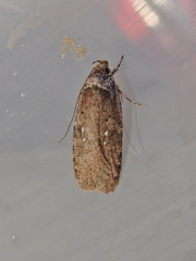 Agonopterix