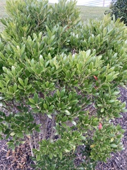 Ilex glabra