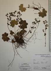 Alchemilla xanthochlora