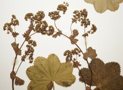 Alchemilla xanthochlora