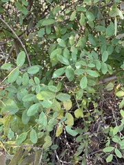 Rosa californica