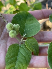 Croton caboensis