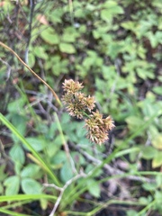 Juncus canadensis