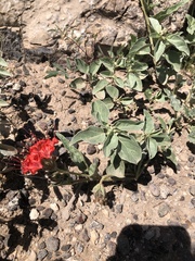 Nyctaginia capitata