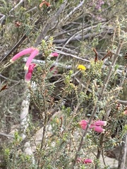 Erica versicolor