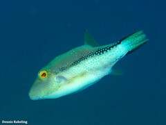 Canthigaster capistrata