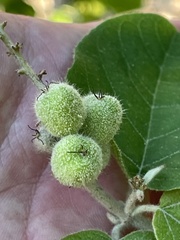 Croton caboensis