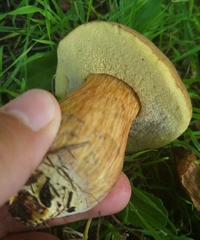 Suillellus luridus