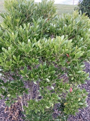Ilex glabra