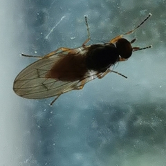 Heteromyza